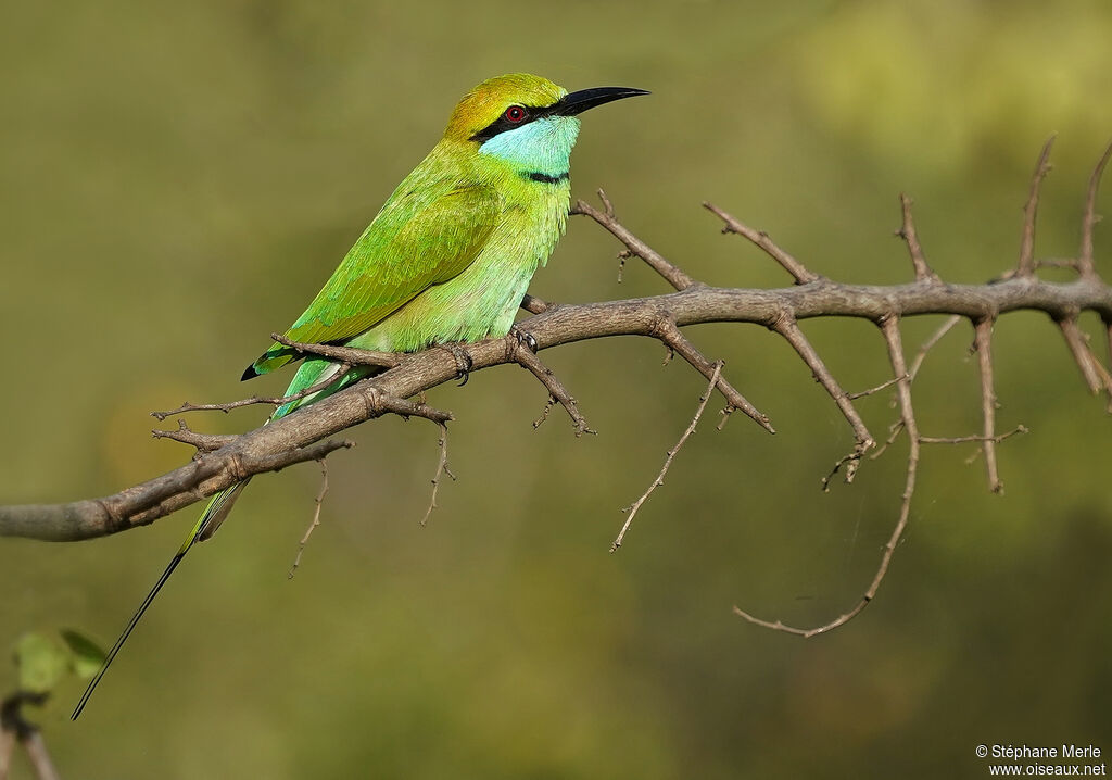 Asian Green Bee-eater