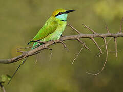 Asian Green Bee-eater