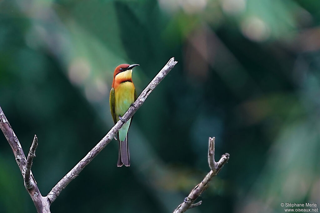 Chestnut-headed Bee-eateradult