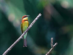 Chestnut-headed Bee-eater