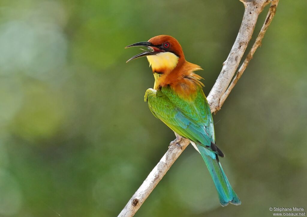 Chestnut-headed Bee-eateradult breeding