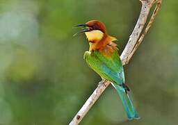 Chestnut-headed Bee-eater