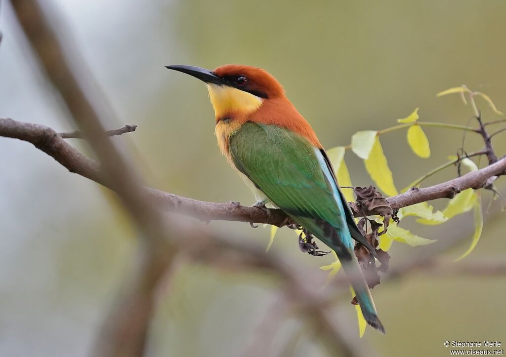 Chestnut-headed Bee-eateradult