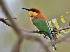 Chestnut-headed Bee-eater