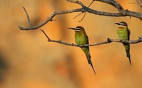 Olive Bee-eater