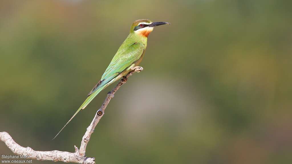 Guêpier de Madagascar mâle adulte, identification