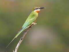 Olive Bee-eater