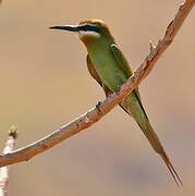 Olive Bee-eater