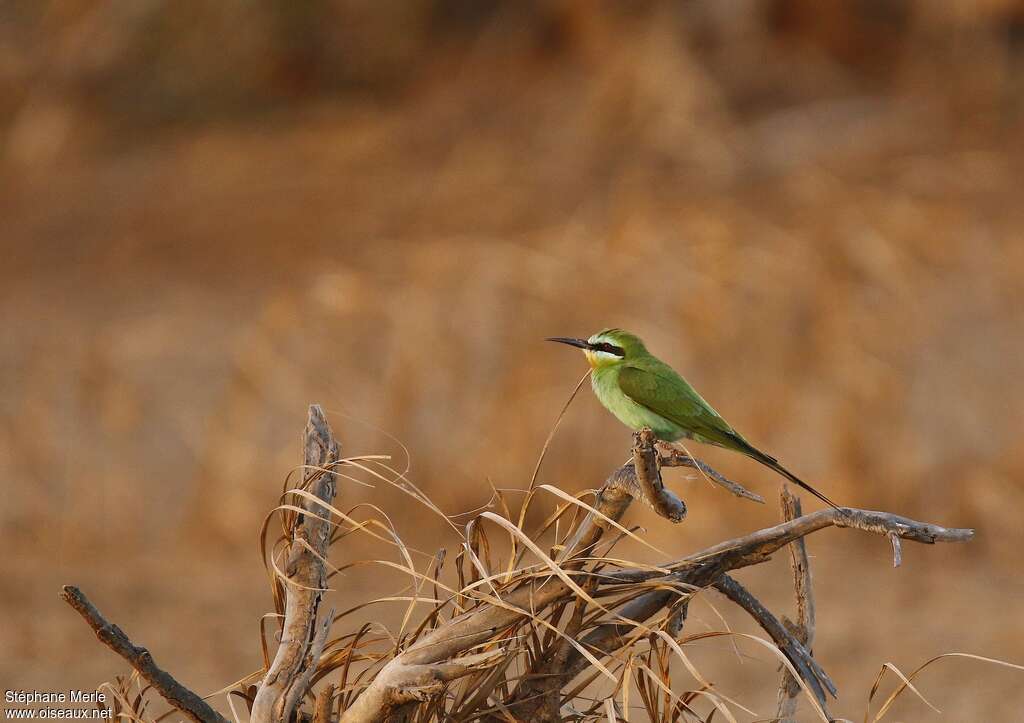 Guêpier de Perseadulte, identification