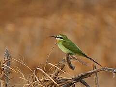 Blue-cheeked Bee-eater