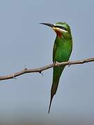 Blue-cheeked Bee-eater