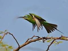 Blue-cheeked Bee-eater