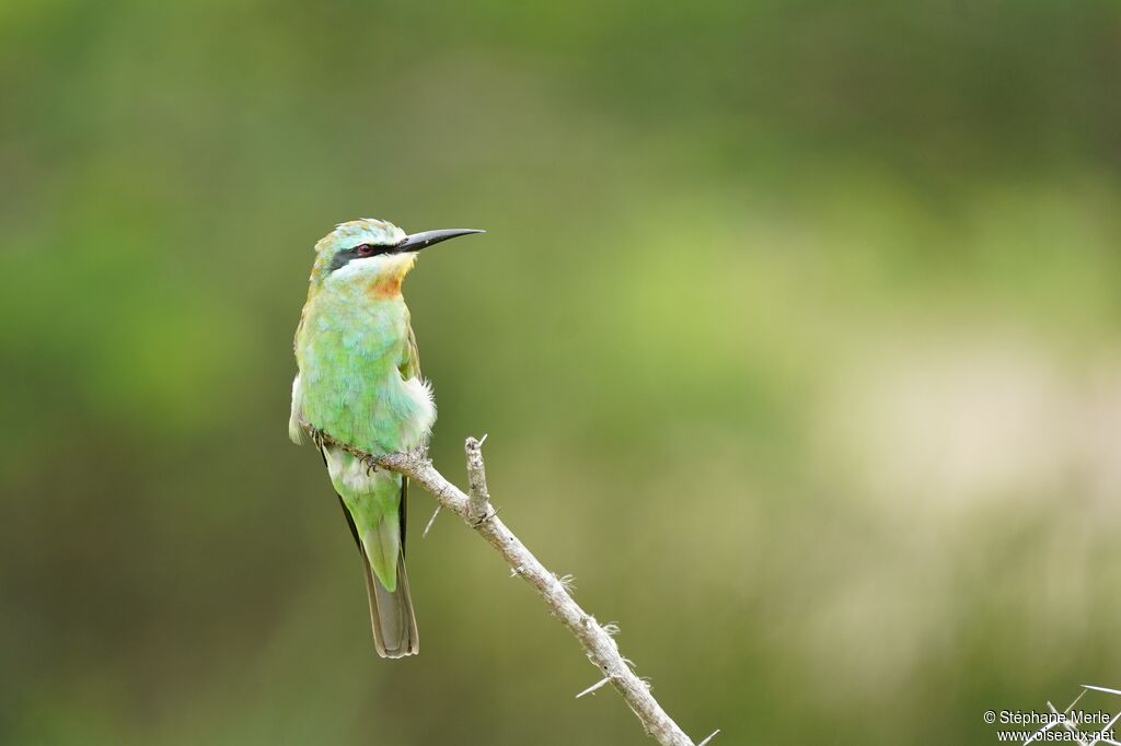 Blue-cheeked Bee-eateradult