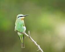 Blue-cheeked Bee-eater