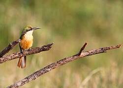 Somali Bee-eater