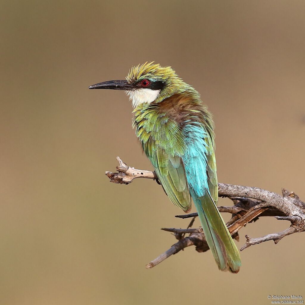 Somali Bee-eateradult