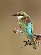 Somali Bee-eater