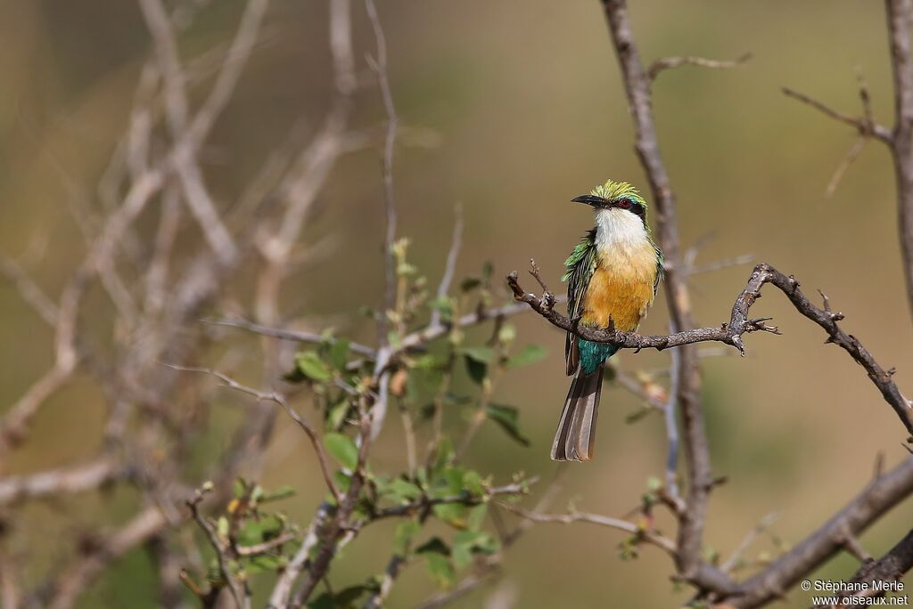 Somali Bee-eateradult