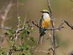 Somali Bee-eater