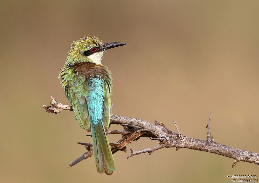 Somali Bee-eateradult