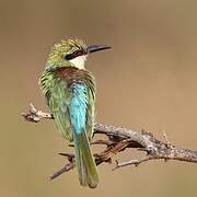 Somali Bee-eater