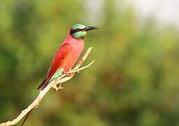 Northern Carmine Bee-eater