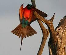 Northern Carmine Bee-eater