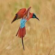 Northern Carmine Bee-eater