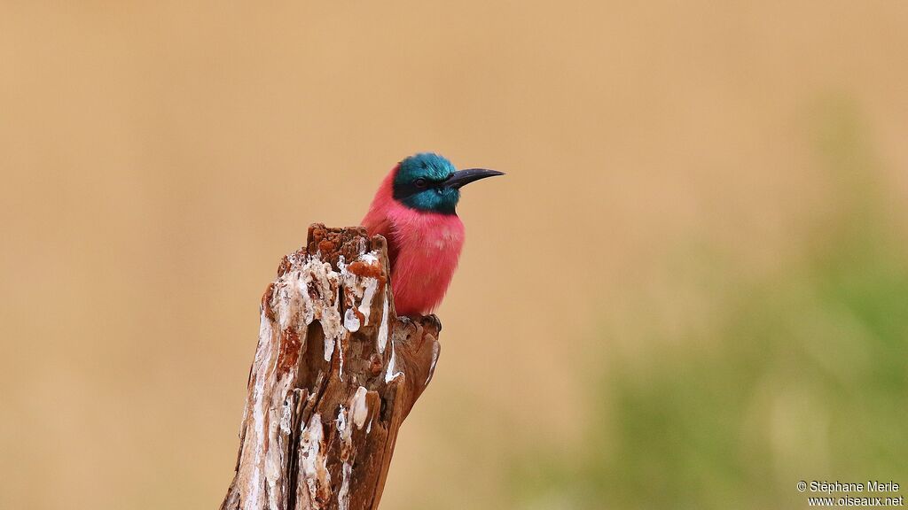 Northern Carmine Bee-eater