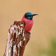 Northern Carmine Bee-eater