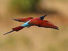 Northern Carmine Bee-eater