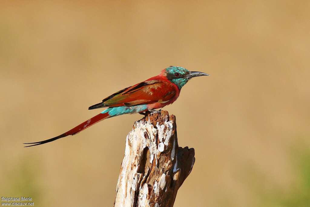 Guêpier écarlateadulte, identification