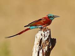 Northern Carmine Bee-eater