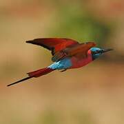 Northern Carmine Bee-eater