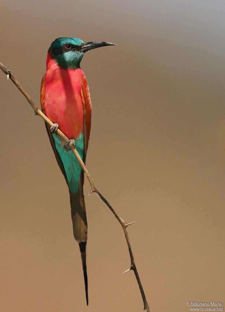 Northern Carmine Bee-eater