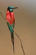 Northern Carmine Bee-eater