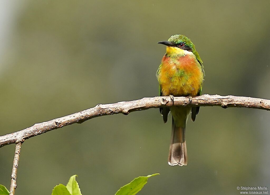 Guêpier montagnard