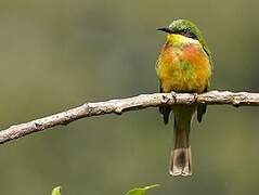 Cinnamon-chested Bee-eater