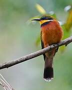 Cinnamon-chested Bee-eater