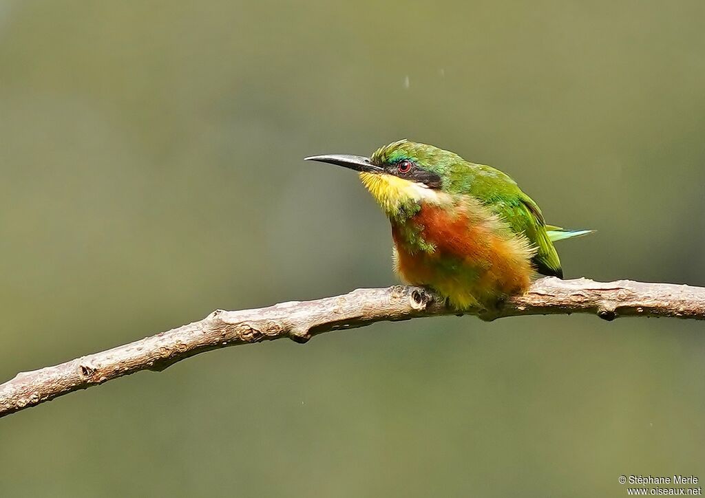 Cinnamon-chested Bee-eater