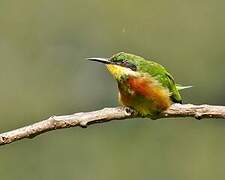 Cinnamon-chested Bee-eater