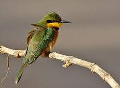 Little Bee-eater