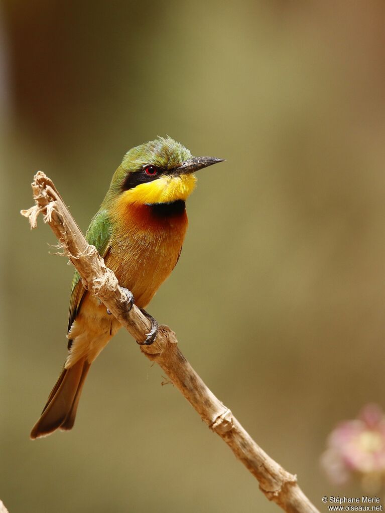 Guêpier nainadulte