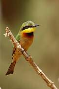 Little Bee-eater