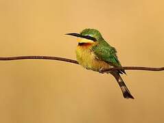 Little Bee-eater