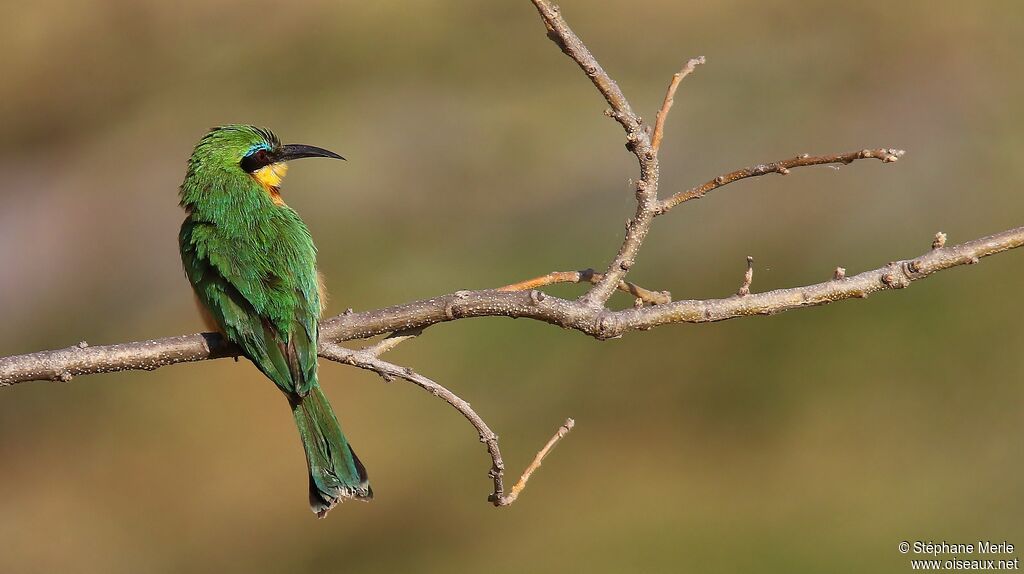 Little Bee-eater