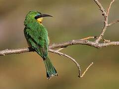 Little Bee-eater