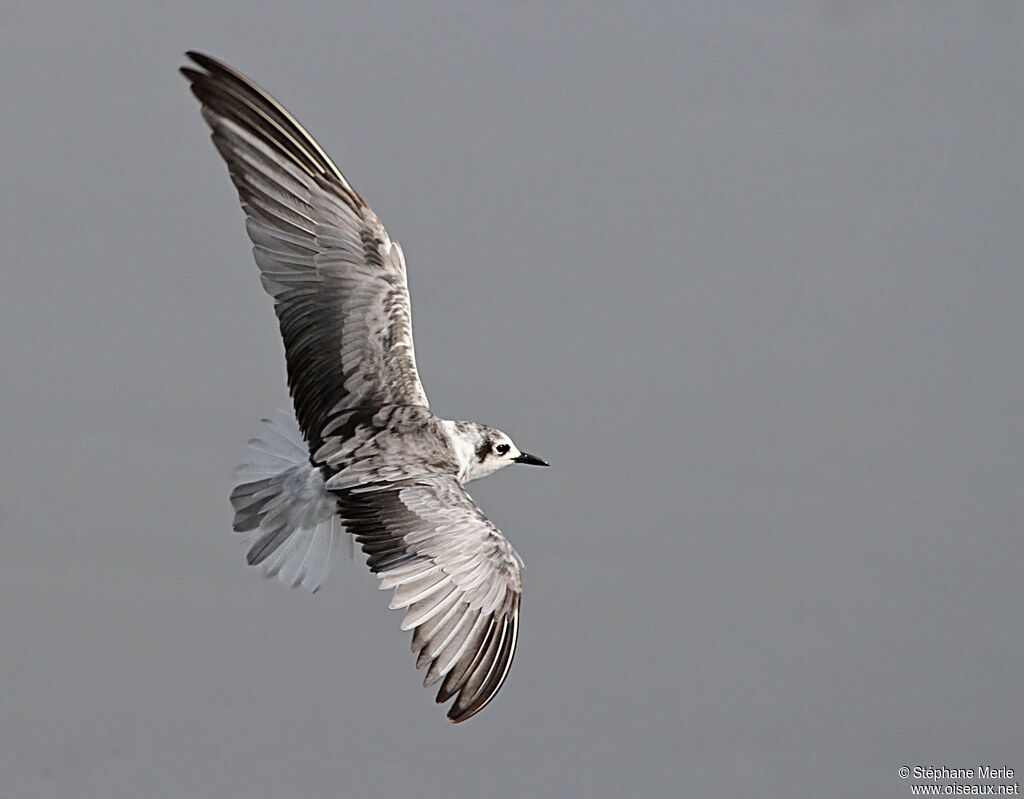 Guifette leucoptèreadulte