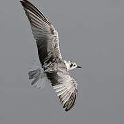 White-winged Tern