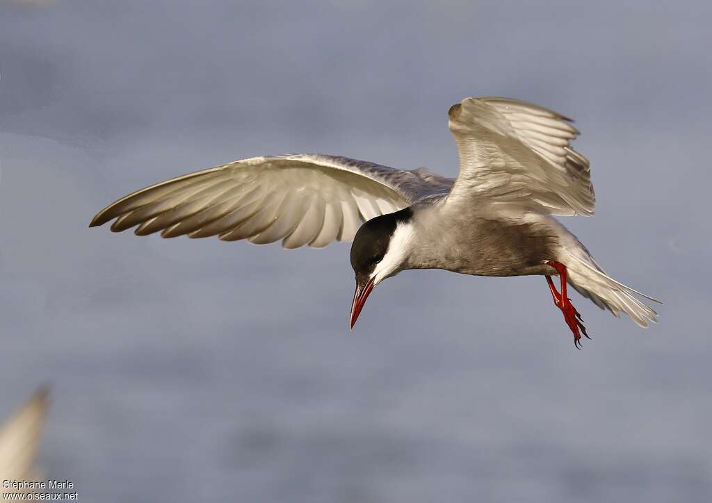 Whiskered Ternadult breeding, Flight